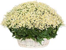 Цветочная композиция из Ромашки в корзине #REPLACE_PRED# Любохне